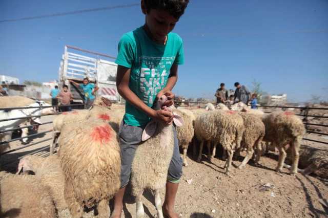 حكومة غزة: الاحتلال يحرم شعبنا من العيد بمنع إدخال الأضاحي