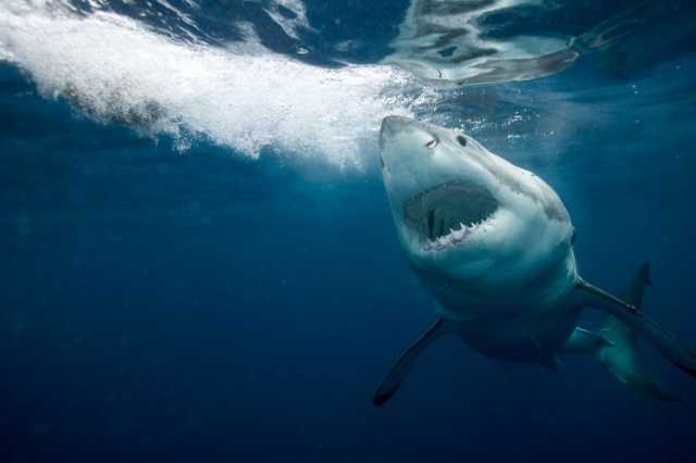 تقرير دولي: مصر إحدى النقاط الساخنة لهجمات أسماك القرش