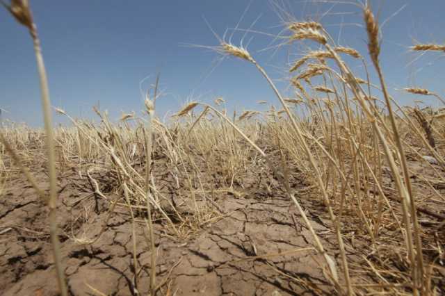 تغير المناخ يزيد احتمالات فشل المحاصيل الزراعية وتهديد الأمن الغذائي