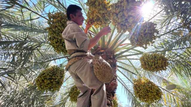 وجه آخر لموجة الحر.. ارتفاع درجات الحرارة يُسعد مزارعي النخيل بالبصرة