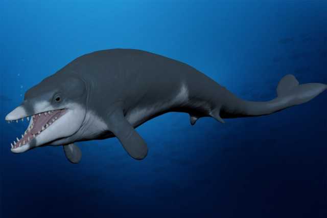 توتسيتوس رياننسيس.. اكتشاف ملك الحيتان المصري الذي عاش قبل 41 مليون سنة