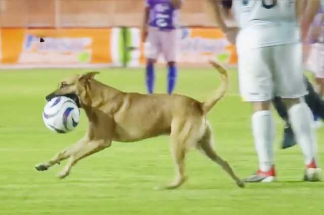 شاهد- كلب يسرق الكرة ويهرب بها خلال مباراة في الدوري المكسيكي