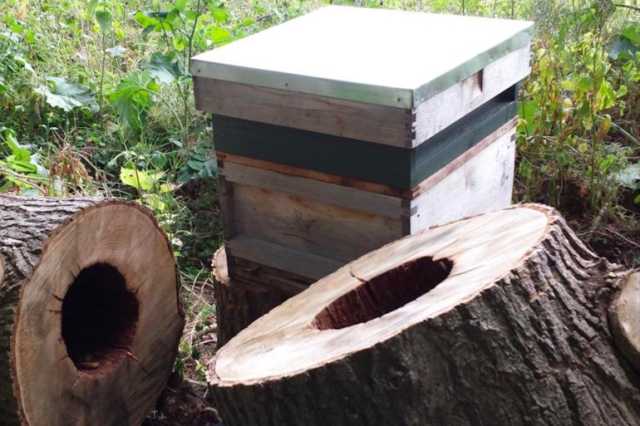 ممارساتنا الخاطئة في تربية النحل تضر بها
