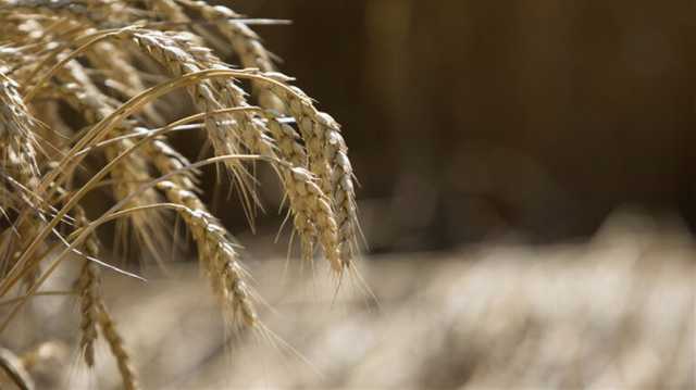 بولندا توجه ضربة لأوكرانيا بشأن صفقة الحبوب