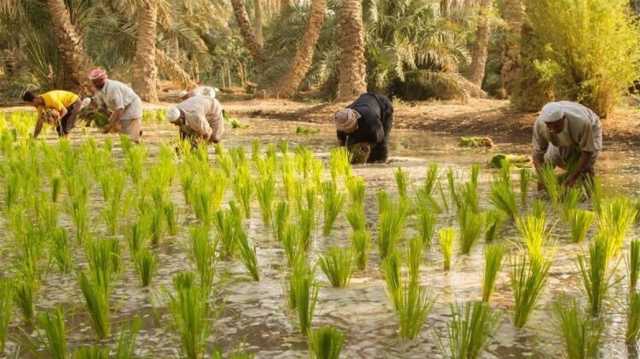 عودة أمجاد الشلب باتت قريبة.. العراق ينجح بزراعة الرز بالمرشات بعد فراق لعامين