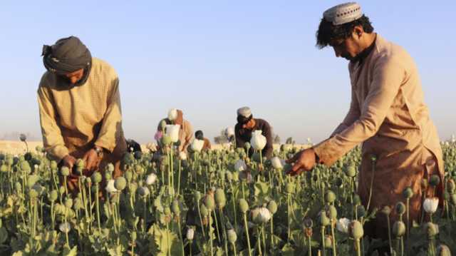 طالبان: زراعة المخدرات في أفغانستان وصلت إلى الصفر