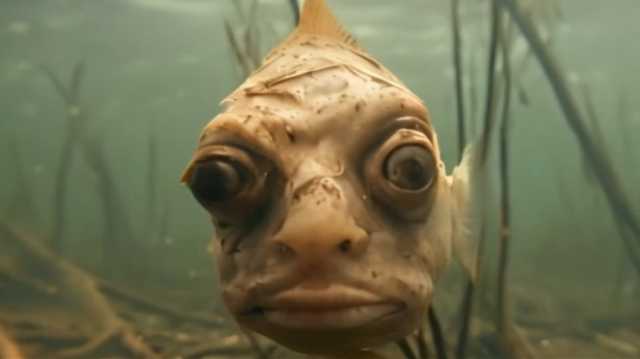 العثور على أسماك بوجوه بشرية يغزو مواقع التواصل.. ما القصة؟ (فيديو)