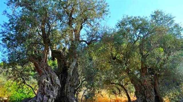 زيتون نوح.. تعرف على أقدم شجرة زيتون في العالم بلبنان