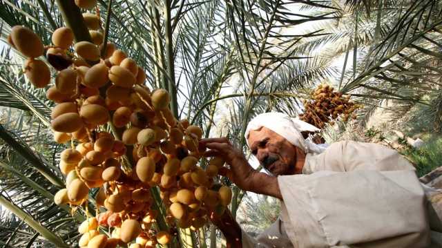 العراق يسعى لاستعادة صدارة انتاج التمور بالاعتماد على نخيل بريطاني