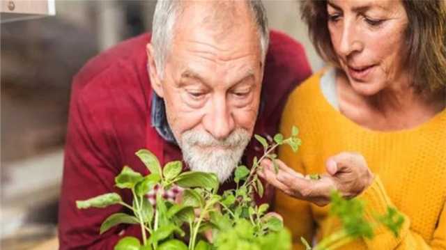 ما تأثير رائحة النعناع على المصابين بالزهايمر؟.. دراسة تكشف