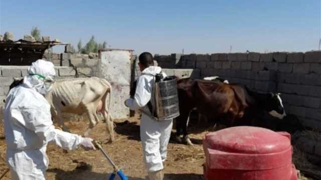 مع قرب حلول عيد الأضحى.. خطة جديدة للسيطرة على الحمى النزفية في العراق