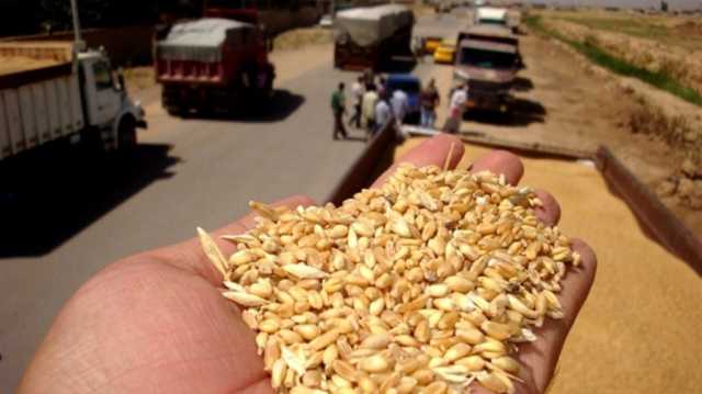 بابل تعلن انتهاء موسم حصاد الحنطة بعد تسويق 224 ألف طن
