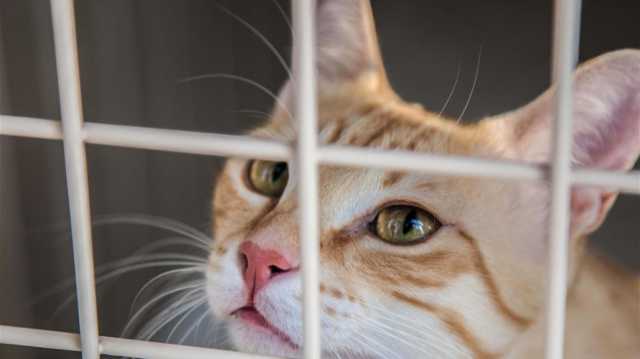 إرسال قطط من الدوحة الى أمريكا.. تقارير: تبني الحيوانات في قطر نادر للغاية