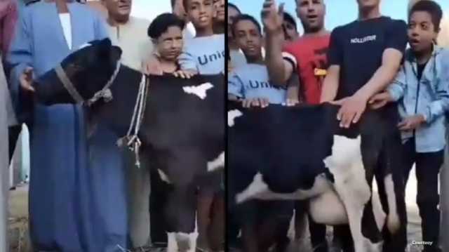 البقرة المباركة تثير جدلاً في مصر.. ما الحقيقة؟