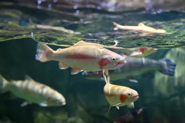 الإنقراض يهدد أسماك المياه العذبة في العالم