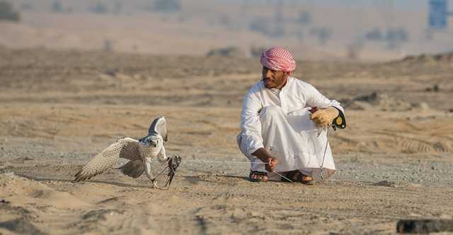 للظفر بأغلى طيور العالم.. رحلة البحث عن الحُر تنتهي في ديالى