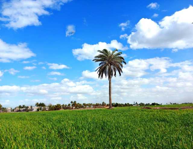 اسبوع زراعي في العراق مطلع آذار المقبل