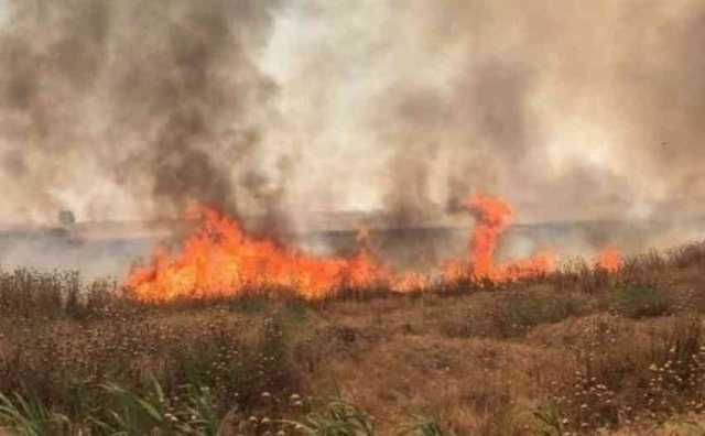 الخامس من نوعه.. حريق يلتهم 15 دونمًا من حنطة ديالى و 22 فرقة لحراسة السنابل الذهبية