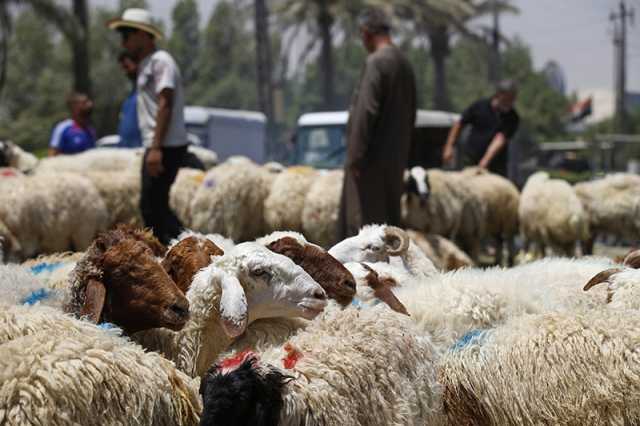 الأيام الذهبية للباعة.. الكساد يضرب سوق أضاحي العيد في ديالى والأسعار جنونية- عاجل