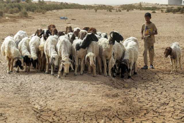 اخلاء ومصادرة فورية.. حظر شامل للمواشي والأغنام في مدينة عراقية