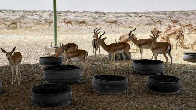 مديرها وحارسها وعامل خدماتها.. اشهر محمية لغزلان العراق تدار من شخص واحد!-عاجل