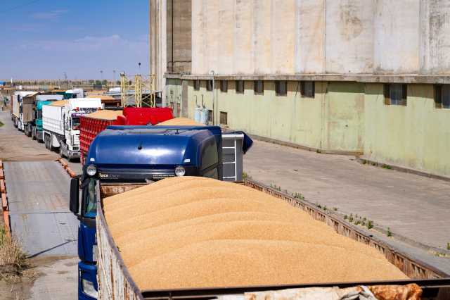 الأفضل بتاريخ العراق.. التجارة لـبغداد اليوم: 1.5 مليون طن فائض من الحنطة ونخطط لتصديرها- عاجل