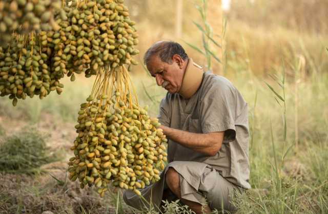 استثمار النخيل ينتشر في 22 مقاطعة زراعية في العراق.. النوادر قد ترتفع 10%