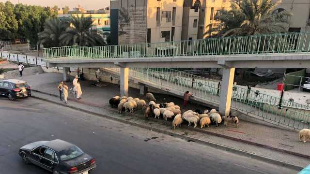 مجلس بغداد يتحرّك لإنهاء مشكلة المواشي بشوارع العاصمة