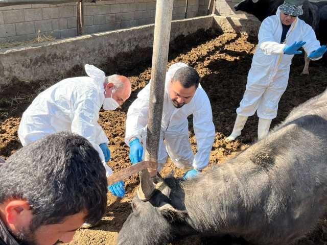 ديالى ترفع حالة الطوارئ بعد إصابات الحمى القلاعية في بغداد: 3 خطوات لمنع الانتشار