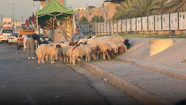 بالوثائق.. تحرك حكومي لوقف تنقل الحيوانات في بغداد حتى إشعار آخر