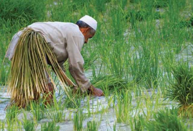 الموارد تُبعد الأرز والذرة الصفراء عن الخطة الصيفية بسبب شح المياه