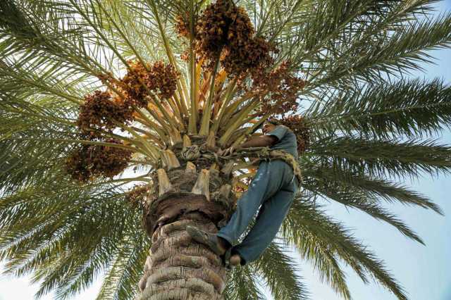 العراق: 3 آلاف مزرعة تصارع من أجل البقاء في البصرة