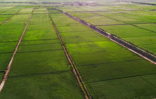 الزراعة تؤكد لوفد حكومي كردي تطبيق حد أعلى لاستلام كميات الحنطة