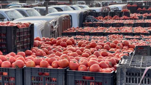 لأجل غير مسمى.. كردستان تمنع استيراد محصول 'الطماطة'