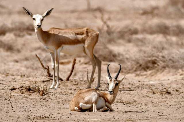 ميسان.. مطالبات بالاهتمام في مشروع محمية غزلان الريم