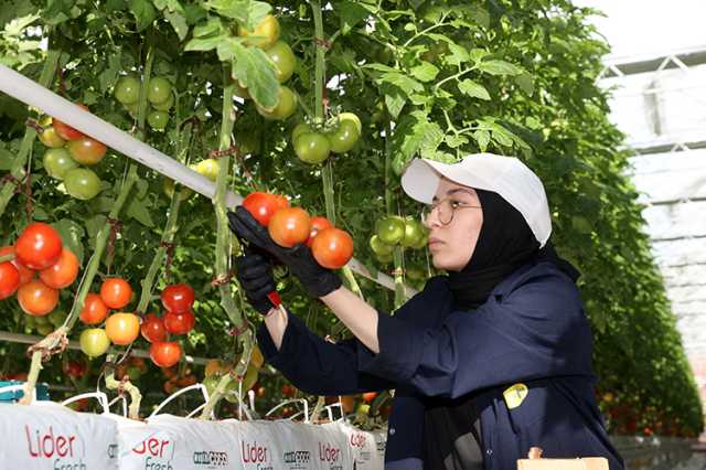 تعتمد على 'غاز المخلفات'.. تركيا تستخدم تقنية 'حديثة' لزراعة الطماطم
