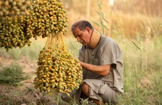 تتحمل الحرارة والجفاف.. كيف نجح العراق بزراعة محاصيل هجينة في 7 محافظات؟