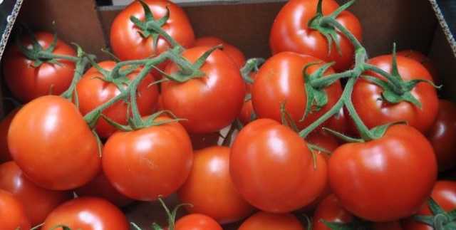 العراق سادس عربيا بإنتاج الطماطم خلال 2023
