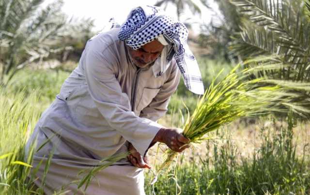 خلال 3 سنوات.. انخفاض الزراعة التقليدية في العراق بنسبة 20%