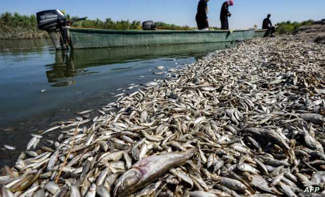 اطلاق قرابة 14 مليون من سابحات الأسماك في الأهوار