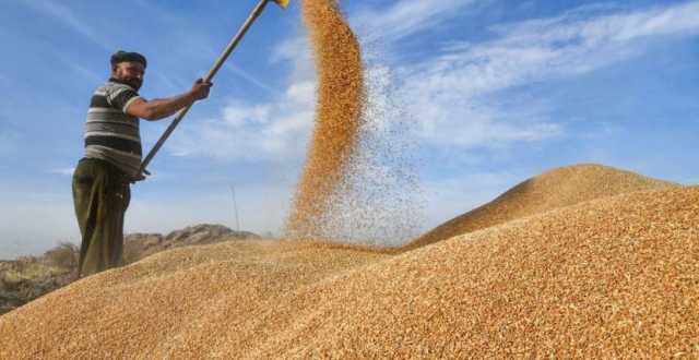 التجارة تؤكد جاهزية مطاحنها للتعامل مع كميات الحنطة كافة
