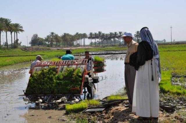 العراق يزيد مساحة زراعة الشلب خلال الخطة الصيفية