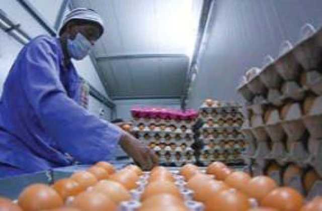 دواجن الديوانية تطمح لإنتاج 50 مليون بيضة