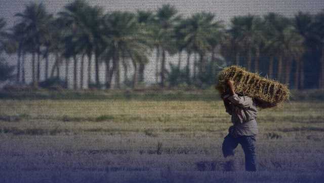 العراق يحصي خزينه الاستراتيجي من الحنطة.. هل سيتأثر بأي أزمة؟