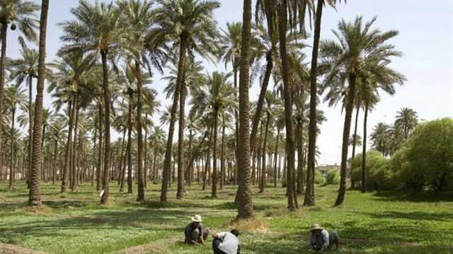 'تركنا الجمل وما حمل'.. فلاحون مغاربة ينتظرون 'تعويضات وشيكة' من العراق