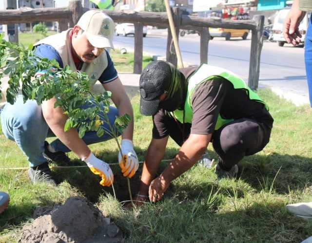 العراق ينجح بزراعة أكثر من 16 مليون شجرة