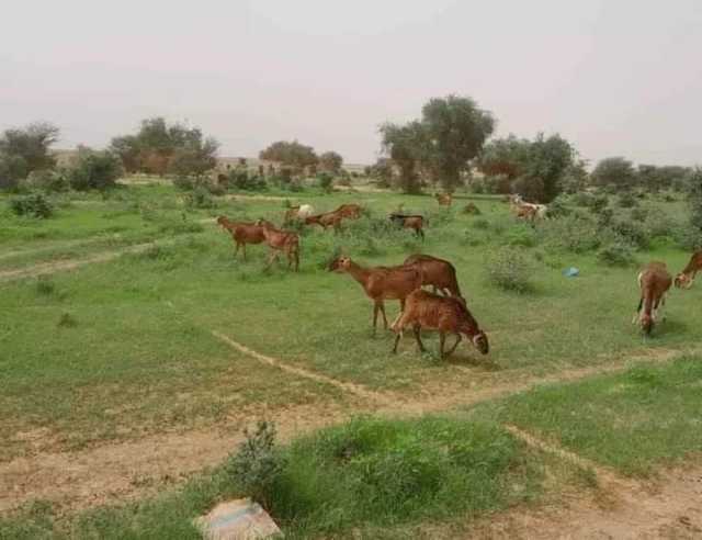 برج باجي مختار: ربيع في عز الصيف بتمياوين