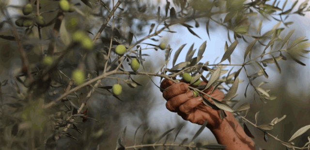 موسم الزيتون شمالاً: القطاف قبل الأوان