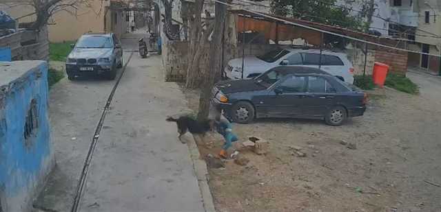 حادثة مؤلمة.. وفاة طفل هاجمه كلب شارد في مخيم الرشيدية (فيديو)