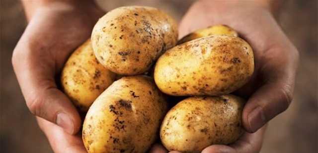 بعد الجدل حول إستيراد البطاطا المصرية.. توضيحٌ منالزراعة